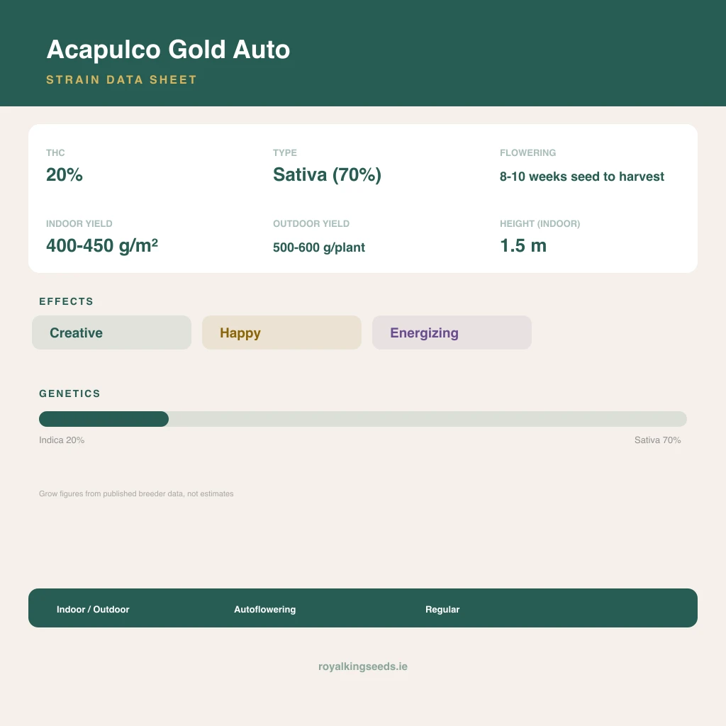 Acapulco Gold 20% indica / 70% sativa flower with visible trichomes