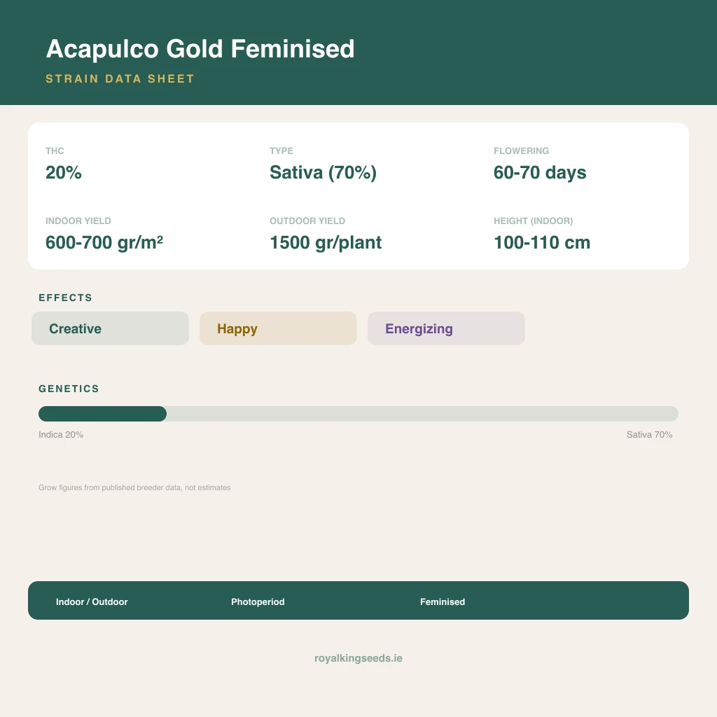 Acapulco Gold 20% indica / 70% sativa flower with visible trichomes