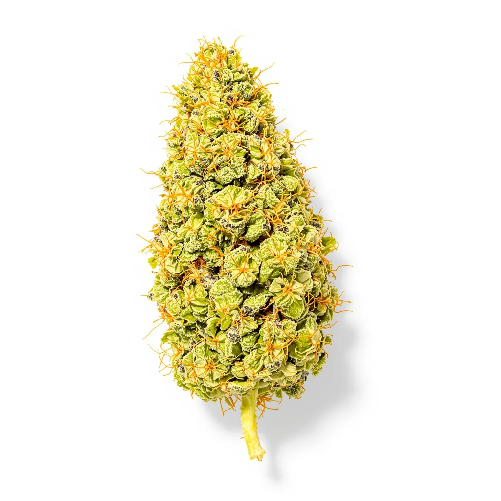 Acapulco Gold 20% indica / 70% sativa flower with visible trichomes