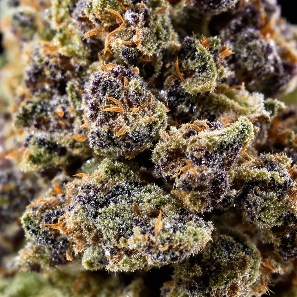 Ace Killer OG cannabis bud close-up showing dense purple-tinged calyxes