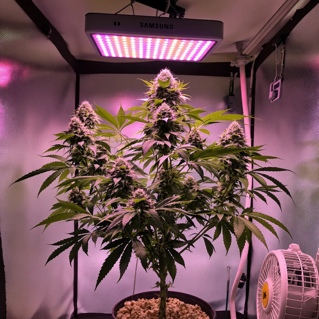 Afghani Bullrider cannabis plant in flowering stage — Short feminised