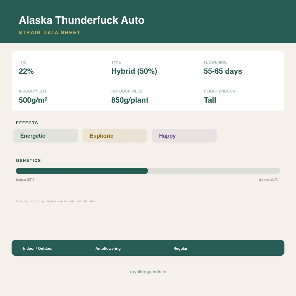 Alaska Thunderfuck 50% indica / 50% sativa flower with visible trichomes
