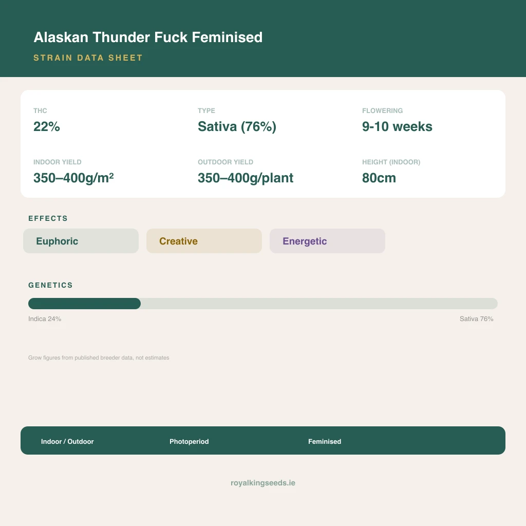 Alaskan Thunder Fuck 24% indica / 76% sativa flower with visible trichomes