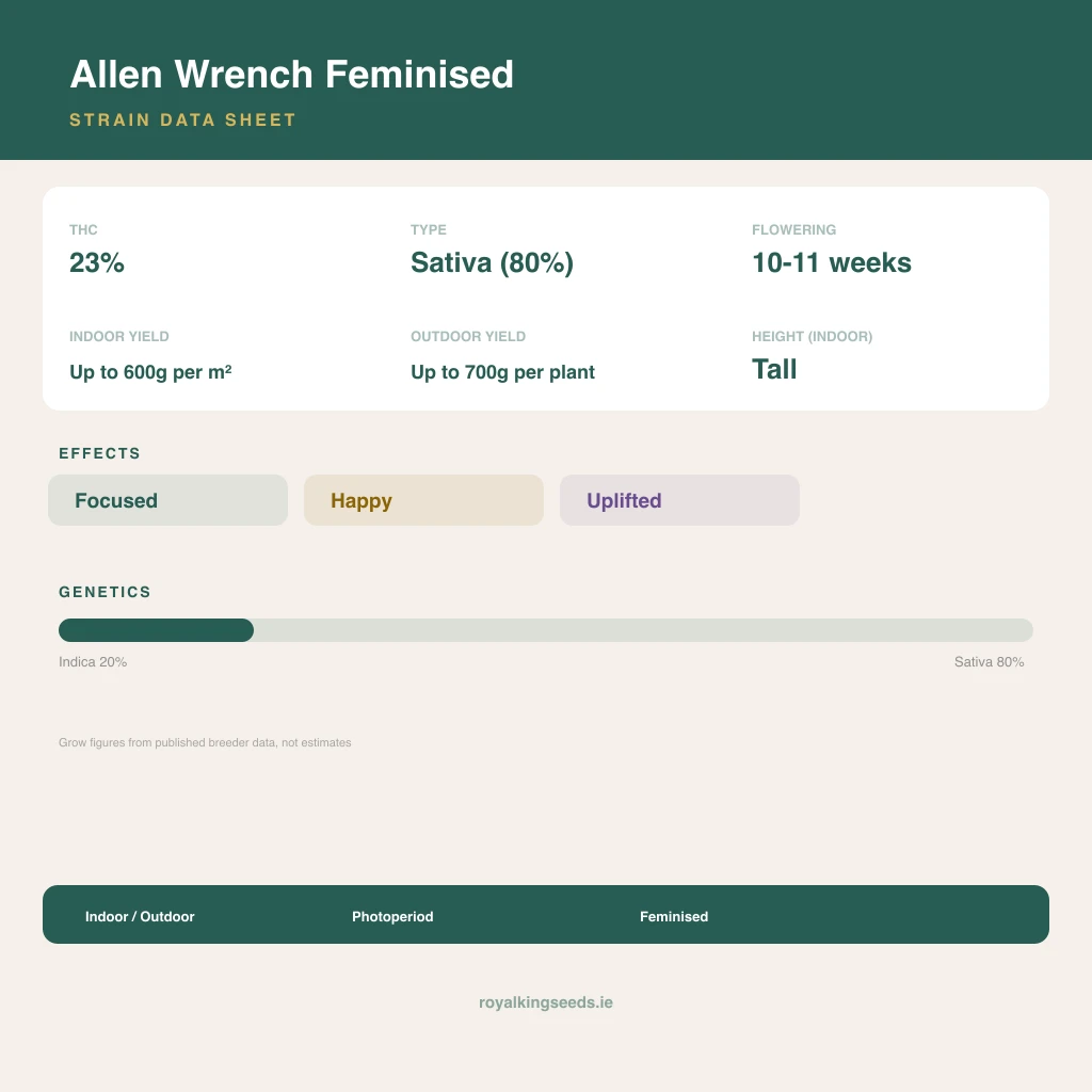 Allen Wrench 20% indica / 80% sativa flower with visible trichomes