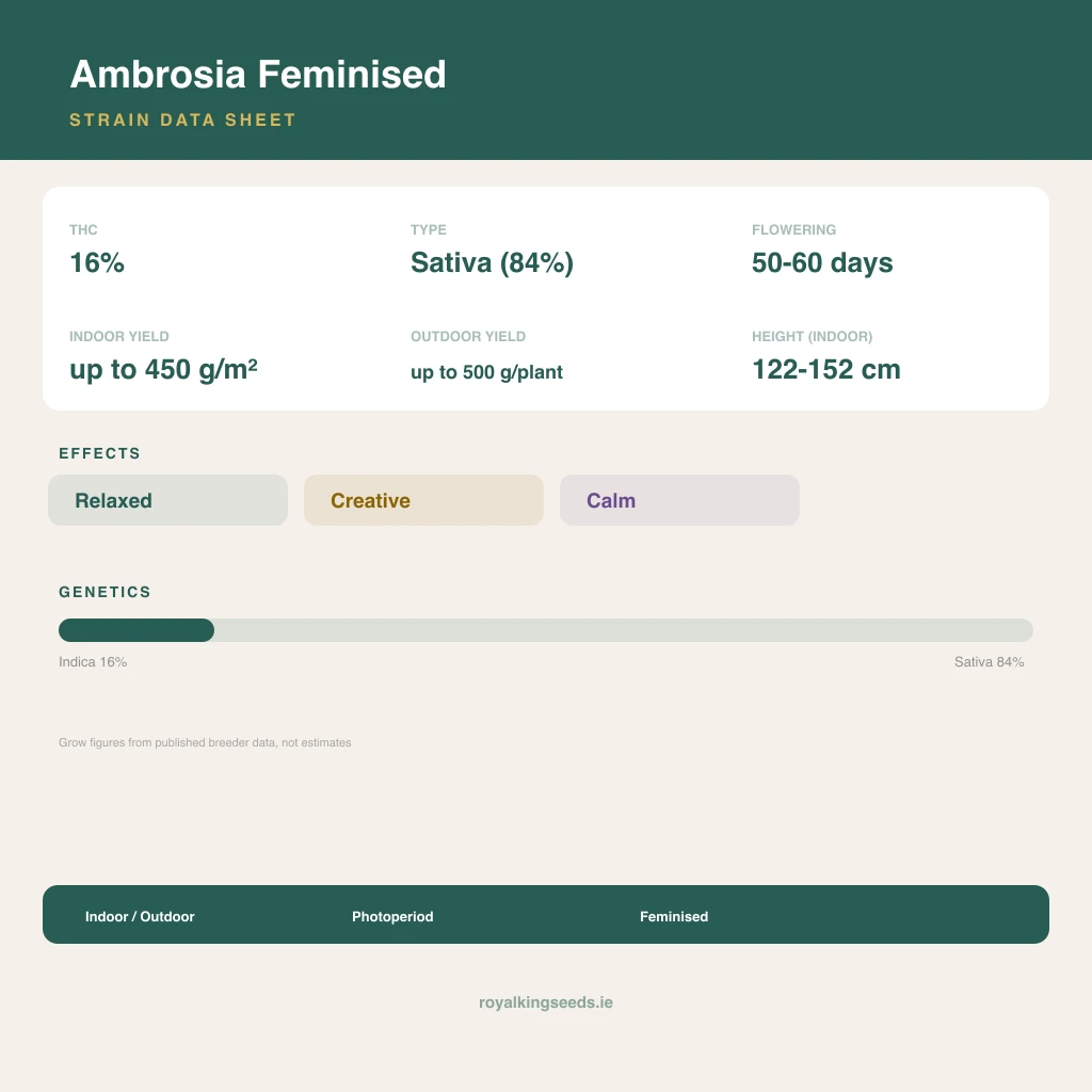 Ambrosia 16% indica / 84% sativa flower with visible trichomes
