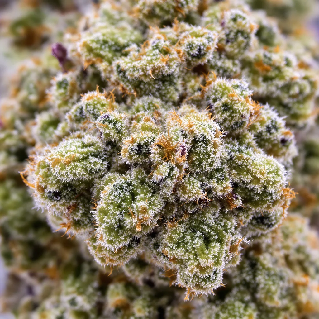 American Strain Mixpack cannabis bud close-up showing open-bud structure with orange pistils