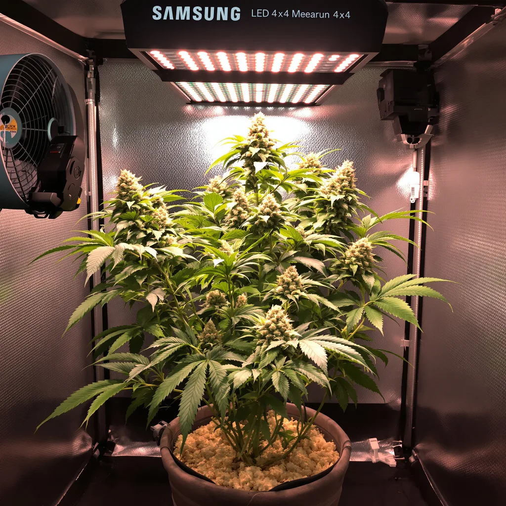 Anesthesia cannabis plant in flowering stage — Short feminised
