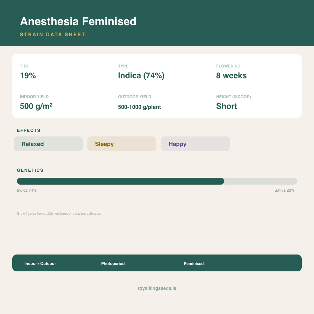 Anesthesia 74% indica / 26% sativa flower with visible trichomes