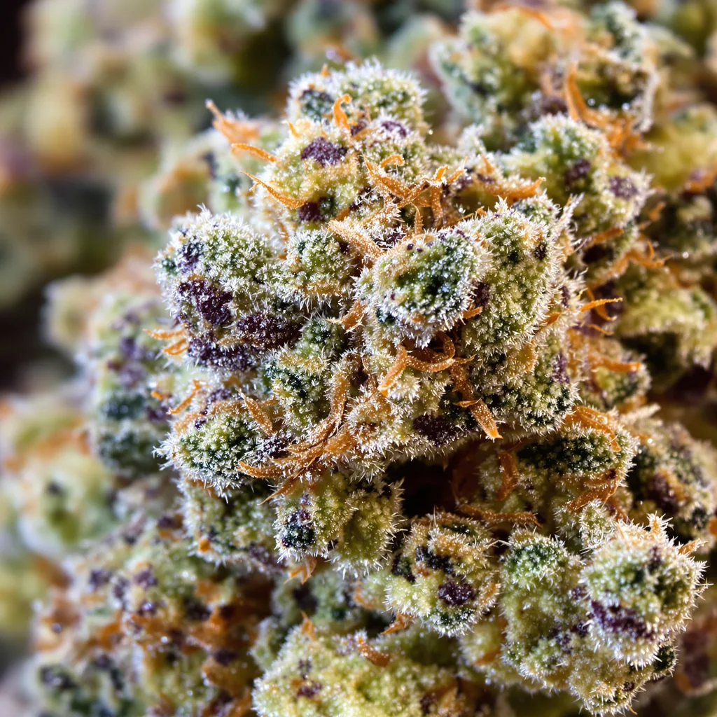 Apples and Bananas cannabis bud close-up showing dense forest-green nugs