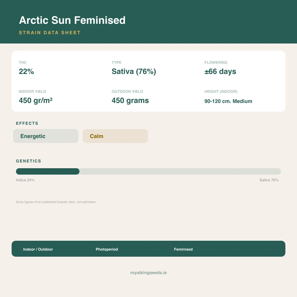 Arctic Sun 24% indica / 76% sativa flower with visible trichomes