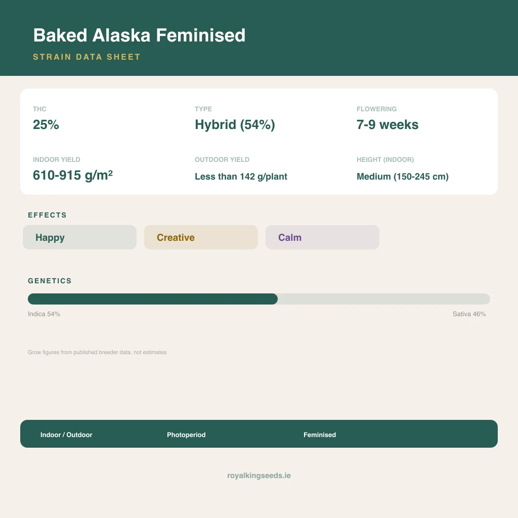 Baked Alaska 54% indica / 46% sativa flower with visible trichomes