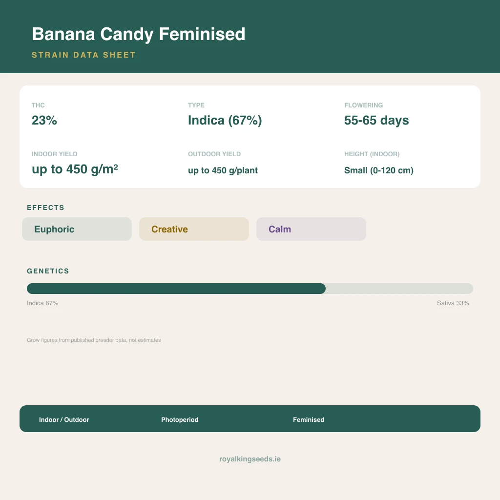 Banana Candy 67% indica / 33% sativa flower with visible trichomes
