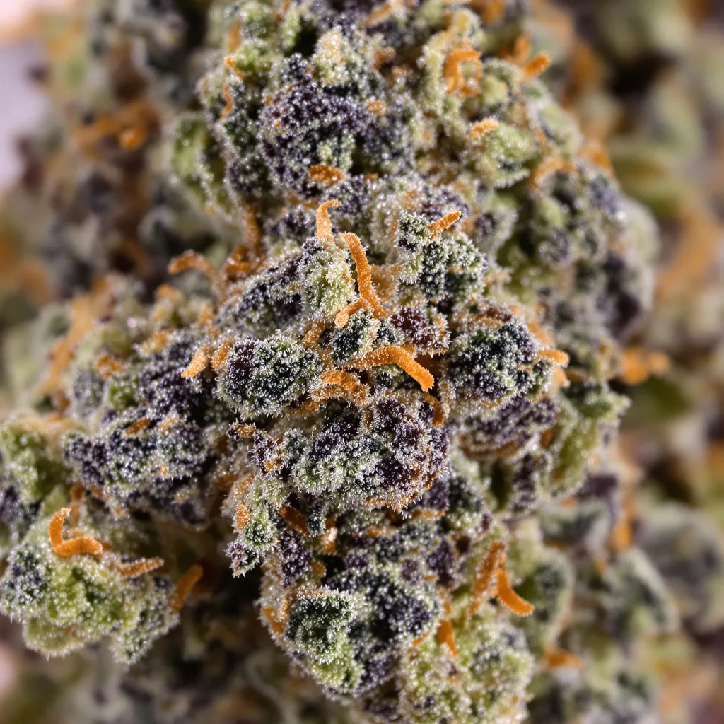 Banana Kush cannabis bud close-up showing dense purple-tinged calyxes