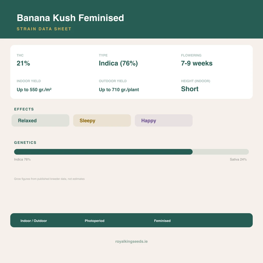 Banana Kush 76% indica / 24% sativa flower with visible trichomes