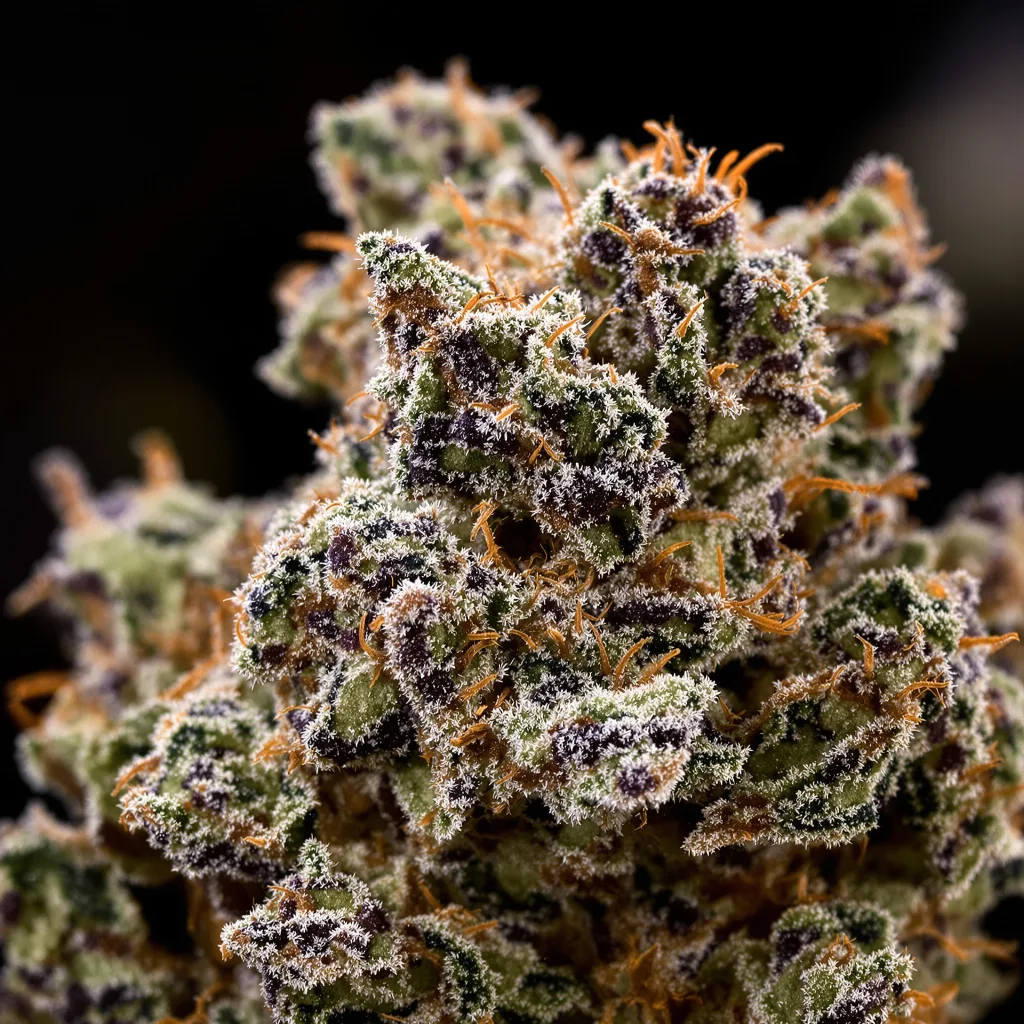 Banana Kush cannabis bud close-up showing dense purple-tinged calyxes