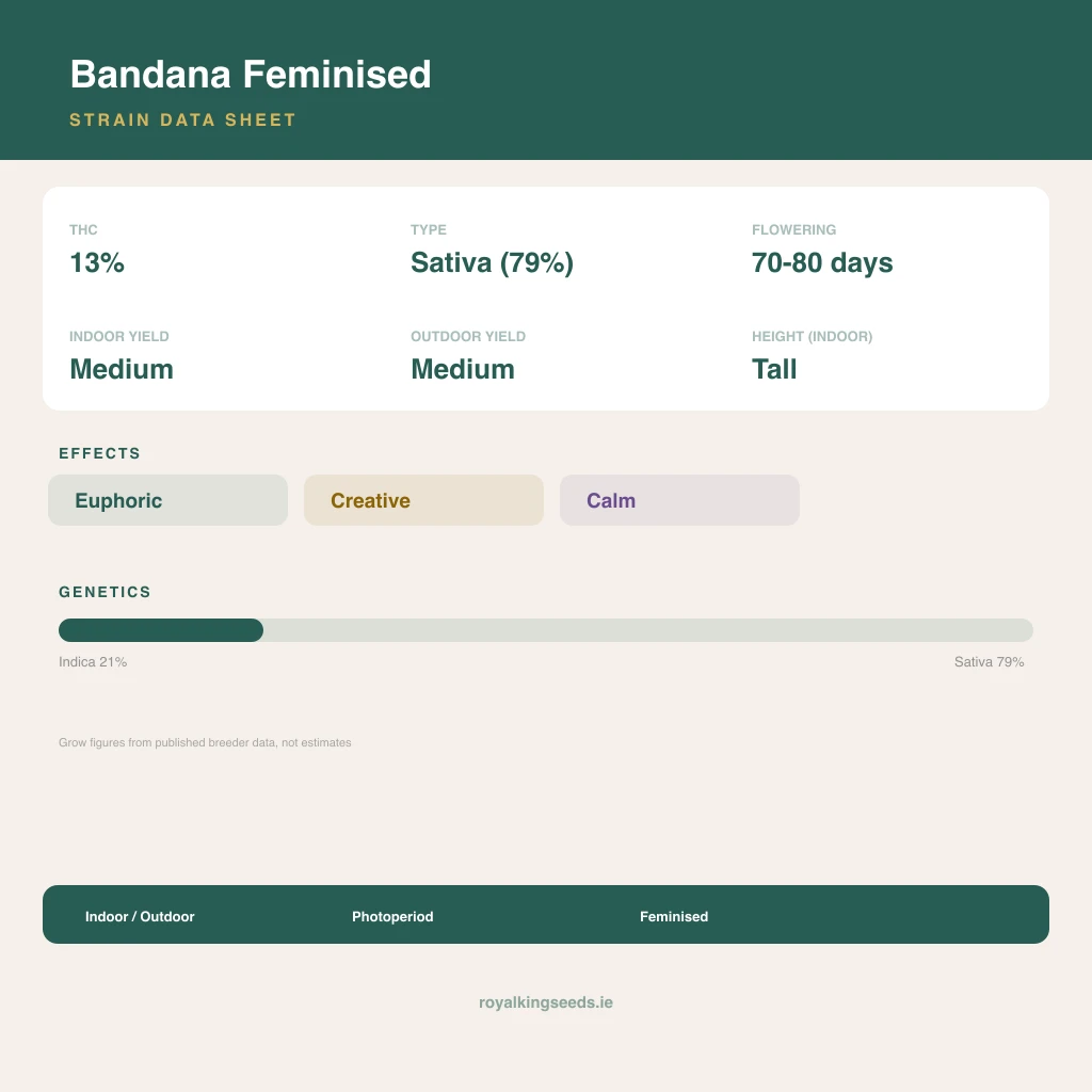 Bandana 21% indica / 79% sativa flower with visible trichomes
