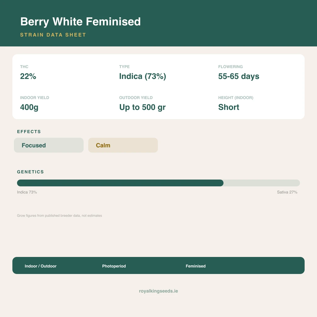 Berry White 73% indica / 27% sativa flower with visible trichomes