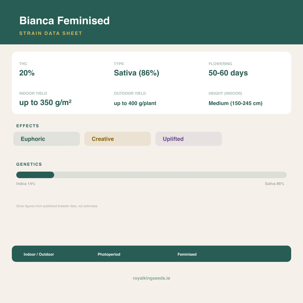 Bianca 14% indica / 86% sativa flower with visible trichomes