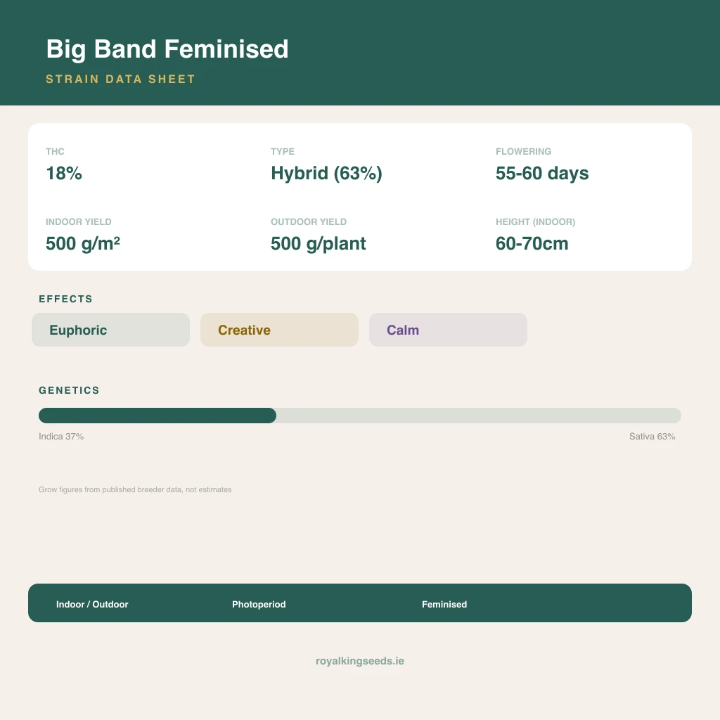 Big Band 37% indica / 63% sativa flower with visible trichomes