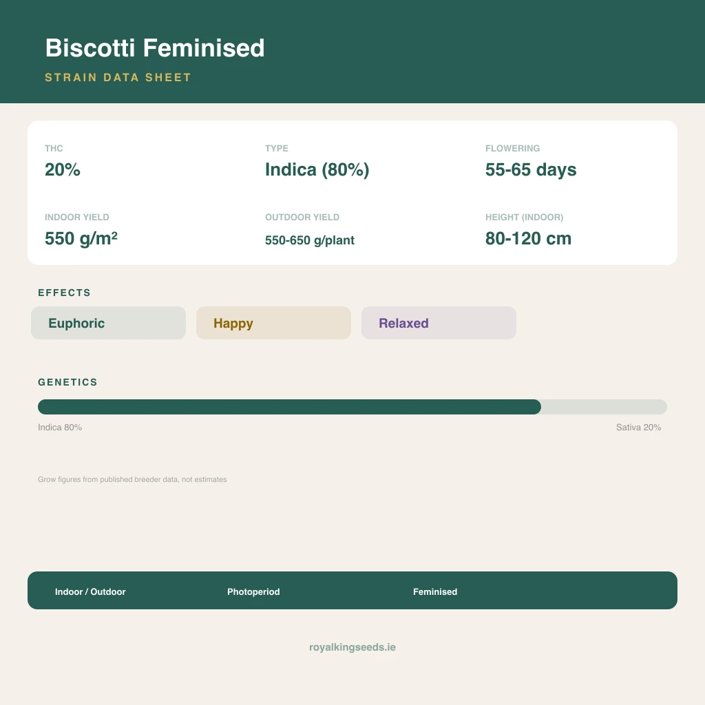 Biscotti 80% indica / 20% sativa flower with visible trichomes