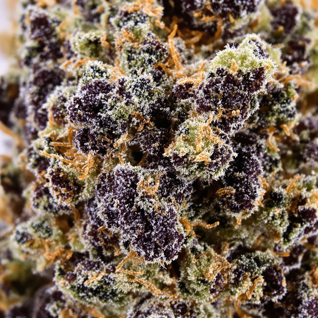 Black Afghan cannabis bud close-up showing dense purple-tinged calyxes