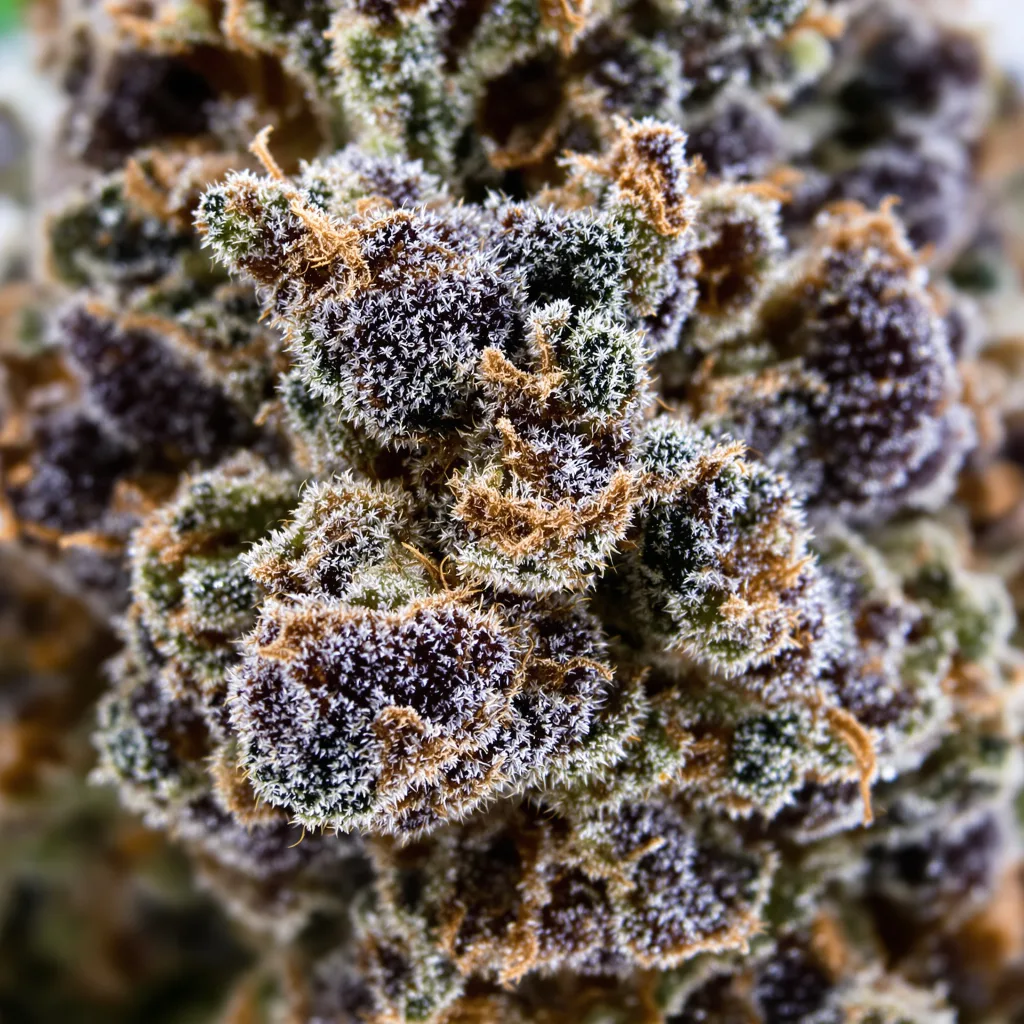 Blackberry Cream cannabis bud close-up showing dense purple-tinged calyxes