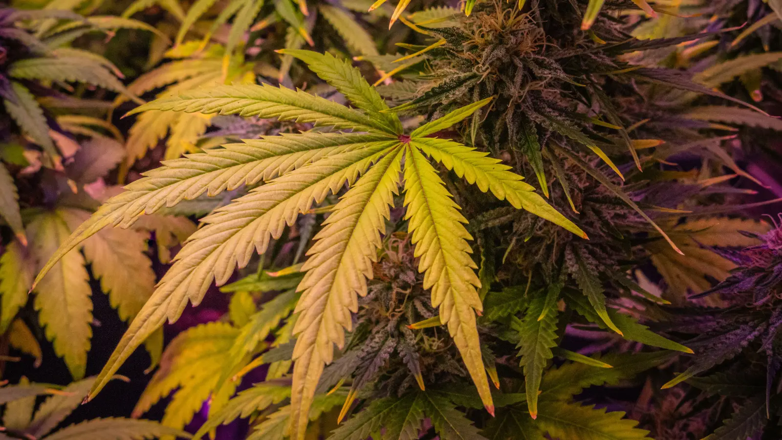 Close-up view of cannabis plants showcasing detailed leaves and buds.