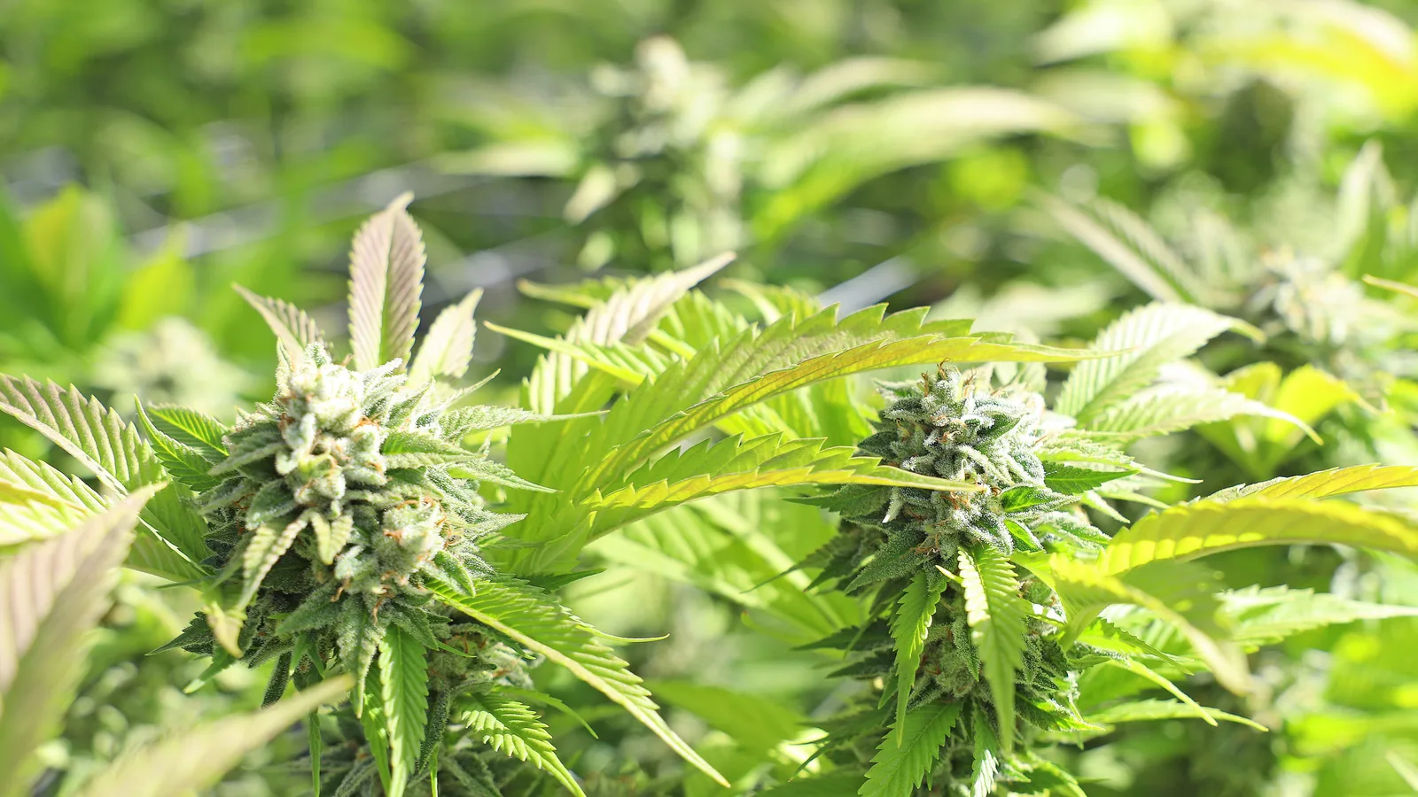 Close-up of cannabis plants in a sunny California field.