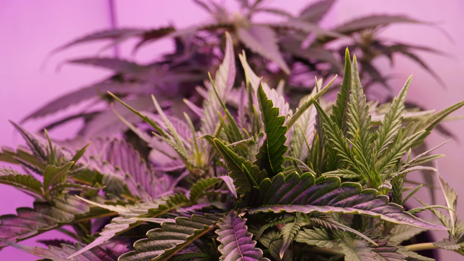 Detailed close-up of cannabis leaves illuminated by purple lighting.