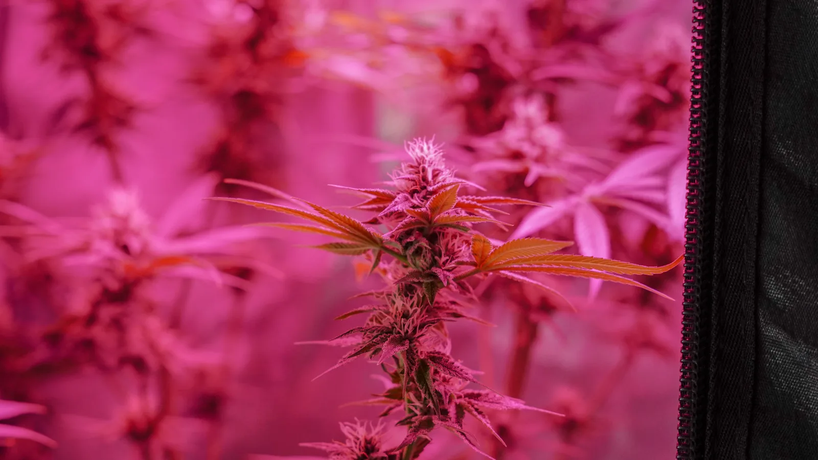 Cannabis plant with pink lighting showcasing growth indoors.