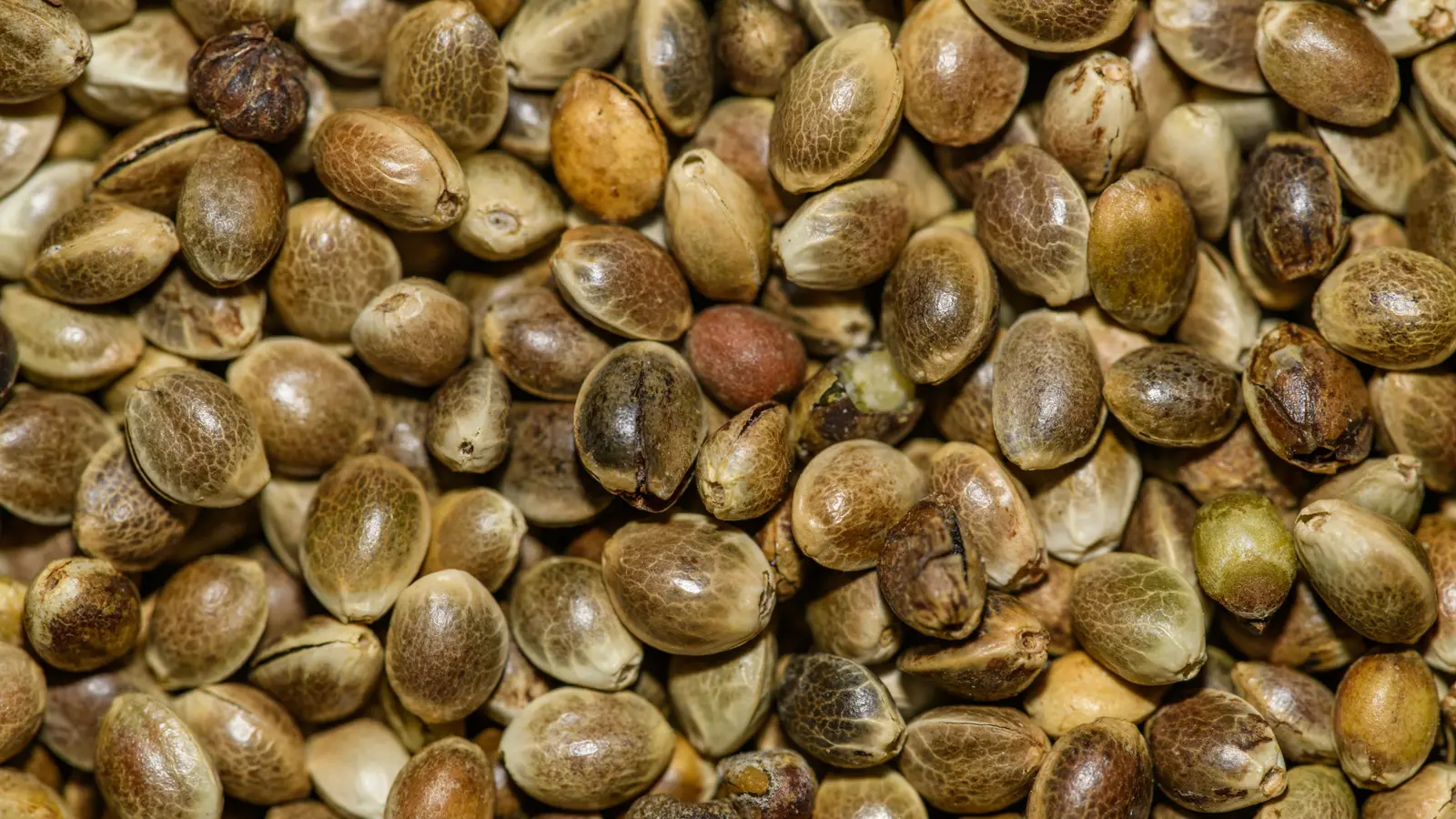 Detailed close-up of hemp seeds showcasing natural textures and nutritional value.