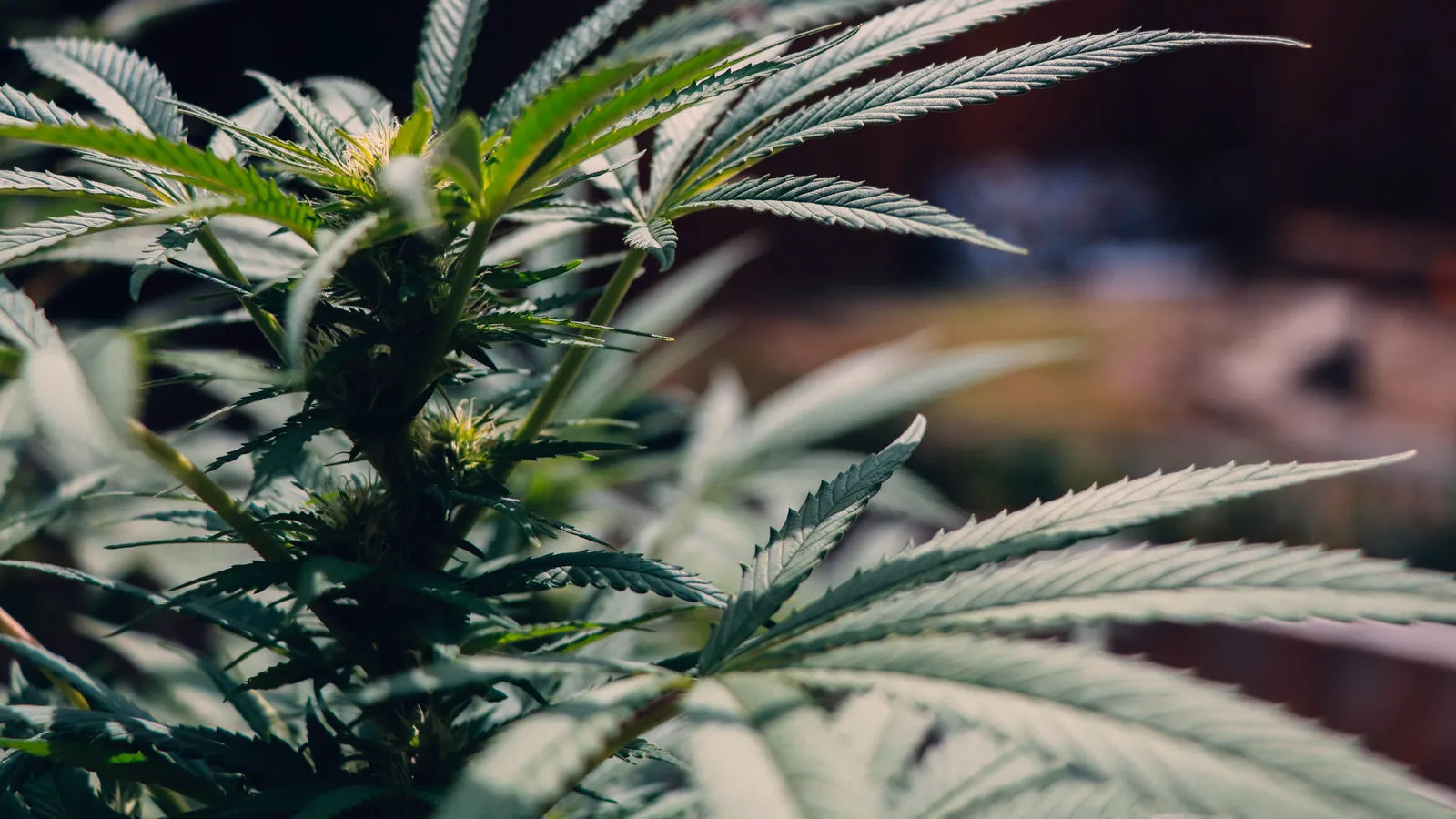 Detailed view of cannabis plant showcasing green leaves and outdoor setting, for medical and botanical themes.