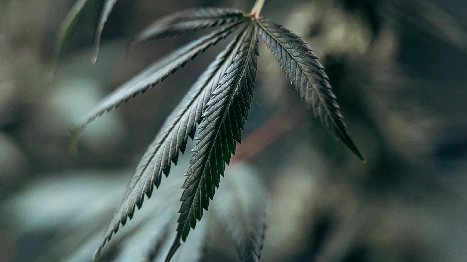 Detailed image of a cannabis leaf with soft focus background.