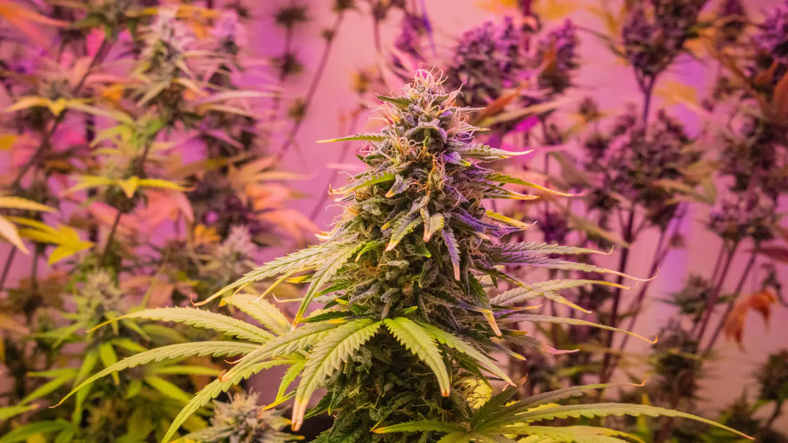 Detailed view of a cannabis plant with pink lighting, indoors.