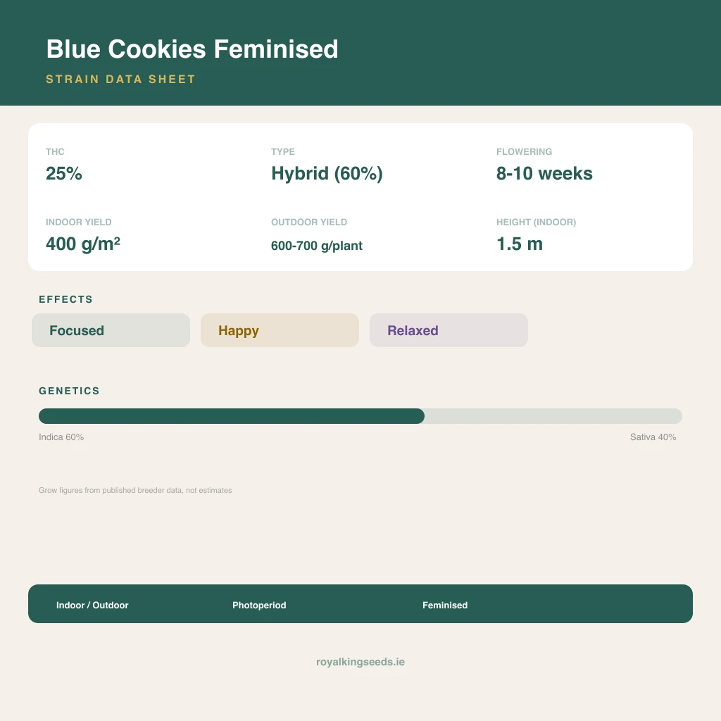 Blue Cookies 60% indica / 40% sativa flower with visible trichomes