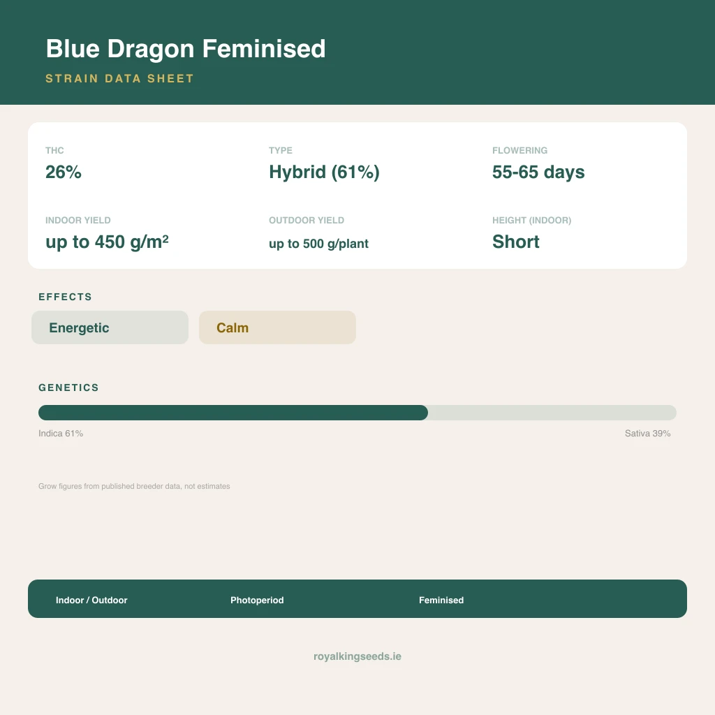 Blue Dragon 61% indica / 39% sativa flower with visible trichomes