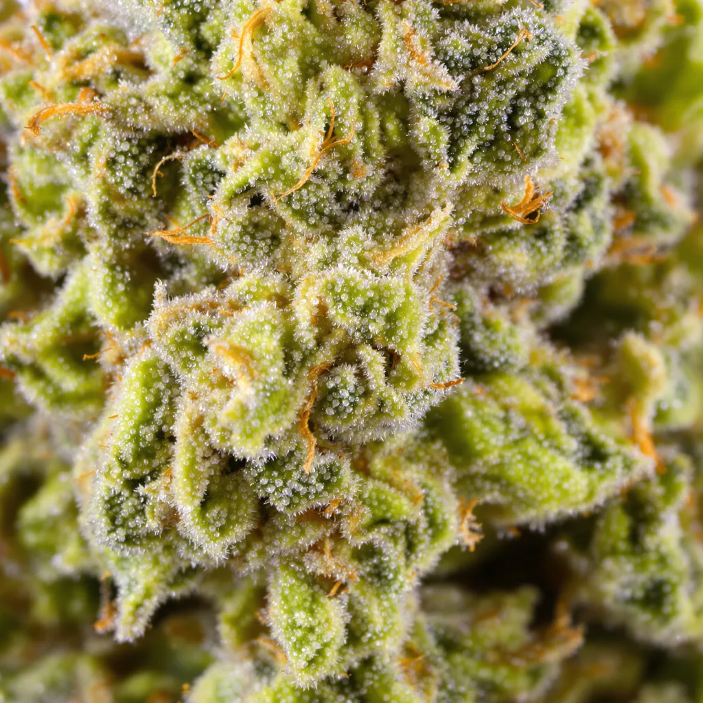 Blue Dream cannabis bud close-up showing lime-green airy structure