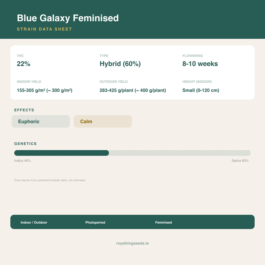 Blue Galaxy 40% indica / 60% sativa flower with visible trichomes