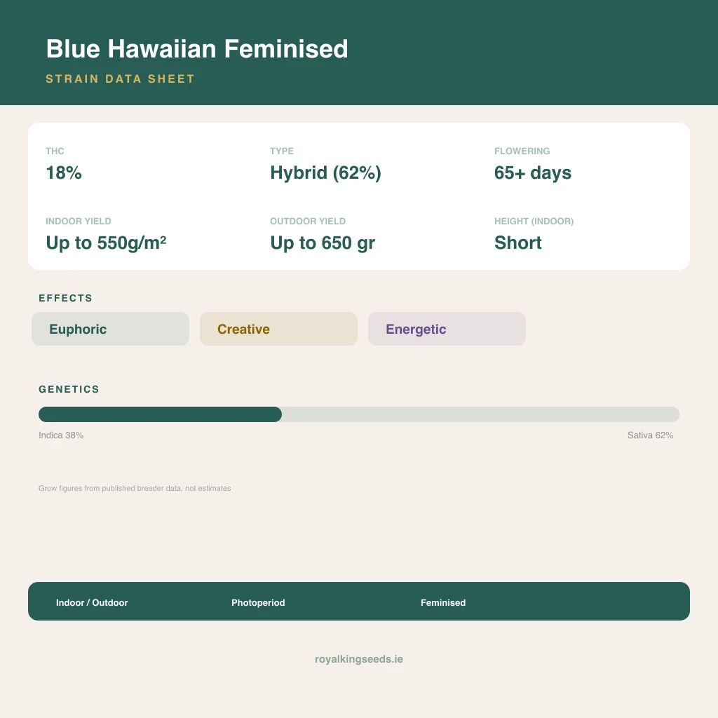 Blue Hawaiian 38% indica / 62% sativa flower with visible trichomes