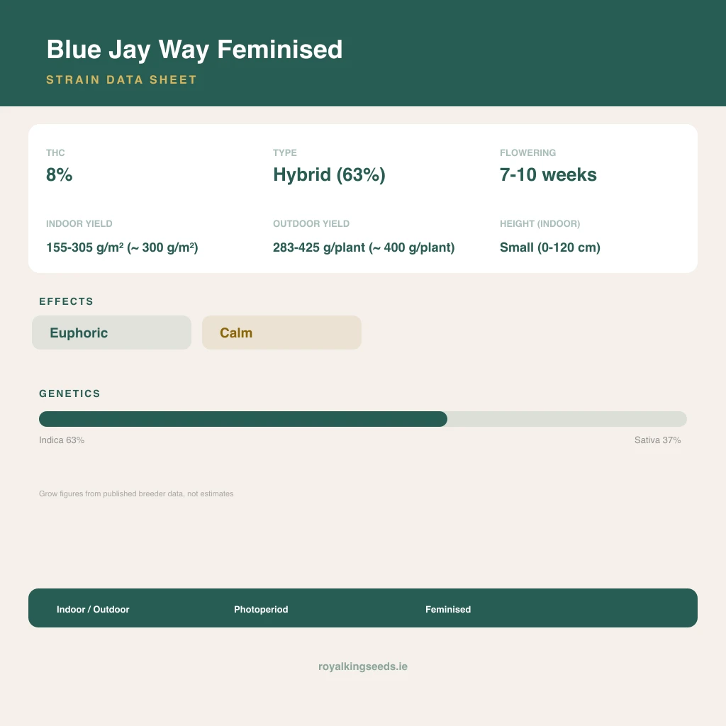 Blue Jay Way 63% indica / 37% sativa flower with visible trichomes