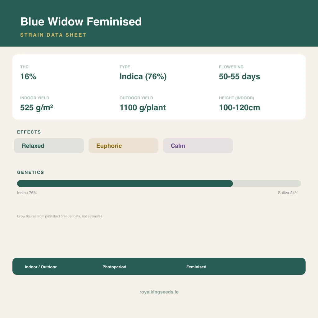 Blue Widow 76% indica / 24% sativa flower with visible trichomes