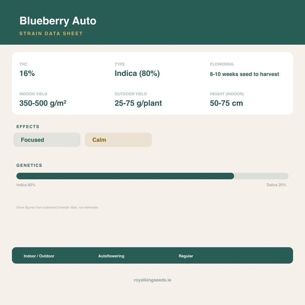 Blueberry 80% indica / 20% sativa flower with visible trichomes