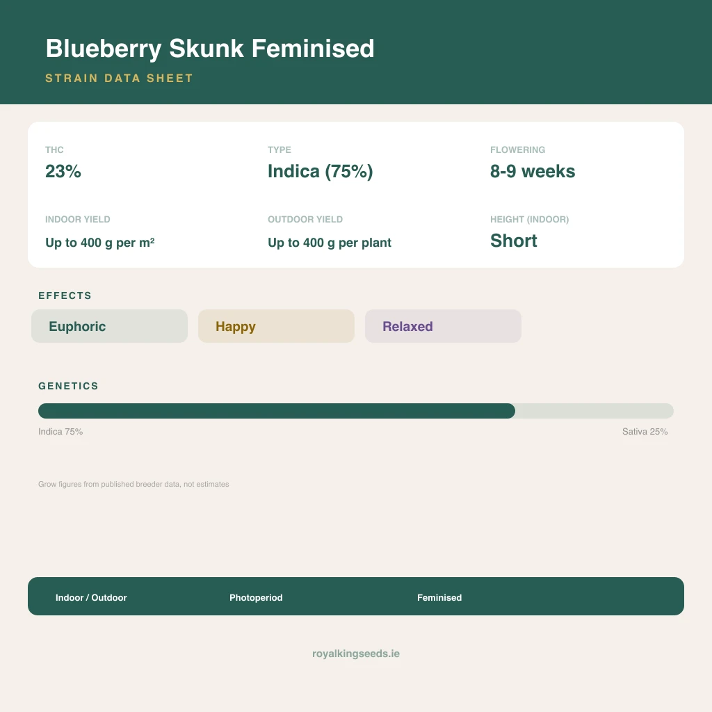Blueberry Skunk 75% indica / 25% sativa flower with visible trichomes