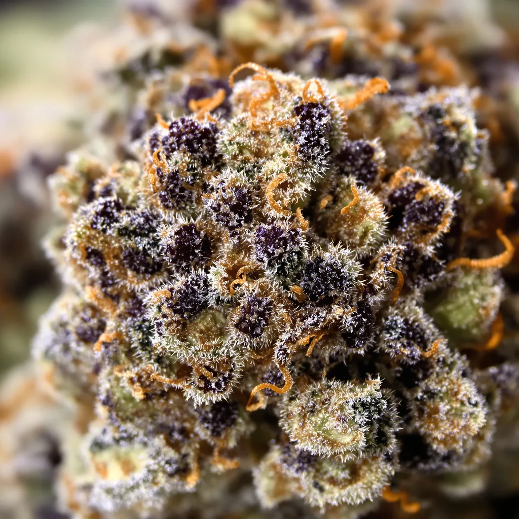 Blueberry Space Cake cannabis bud close-up showing dense purple-tinged calyxes