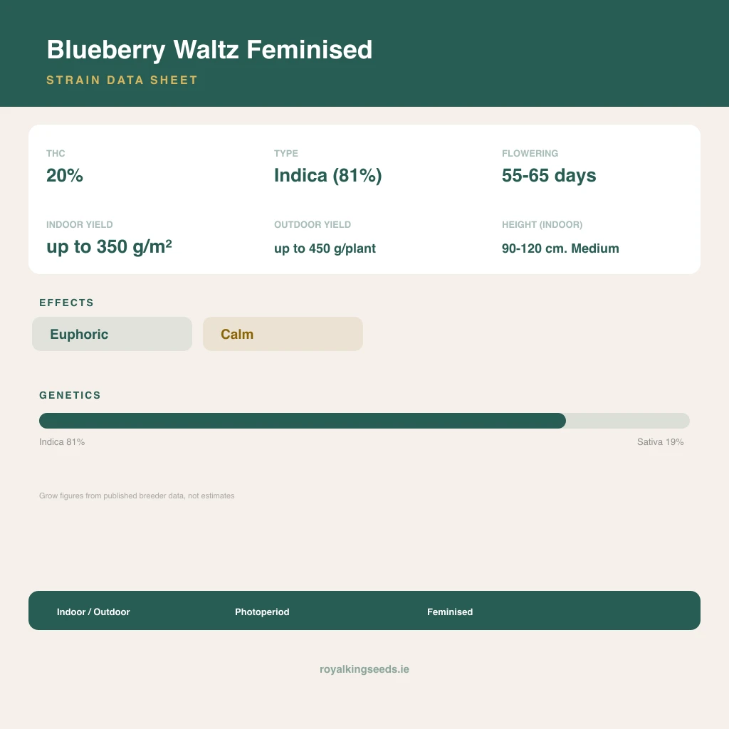 Blueberry Waltz 81% indica / 19% sativa flower with visible trichomes