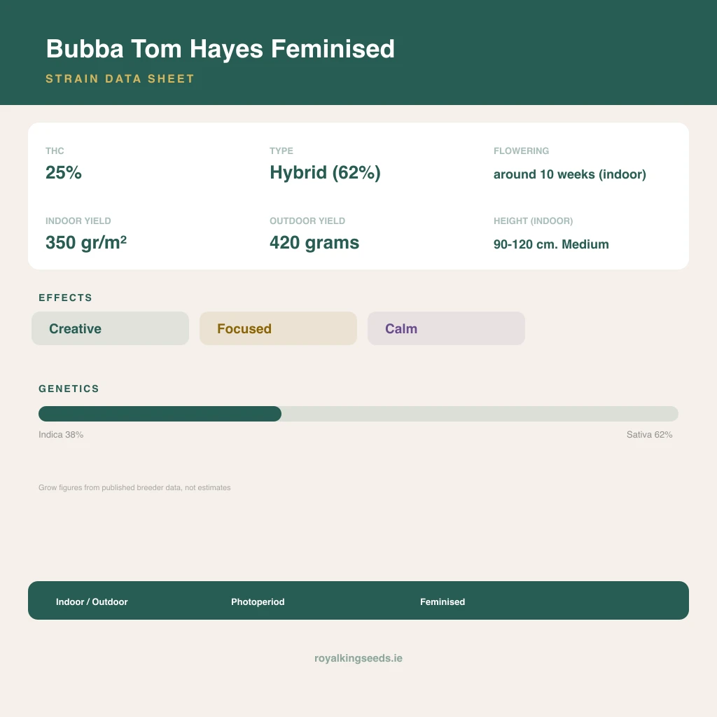Bubba Tom Hayes 38% indica / 62% sativa flower with visible trichomes