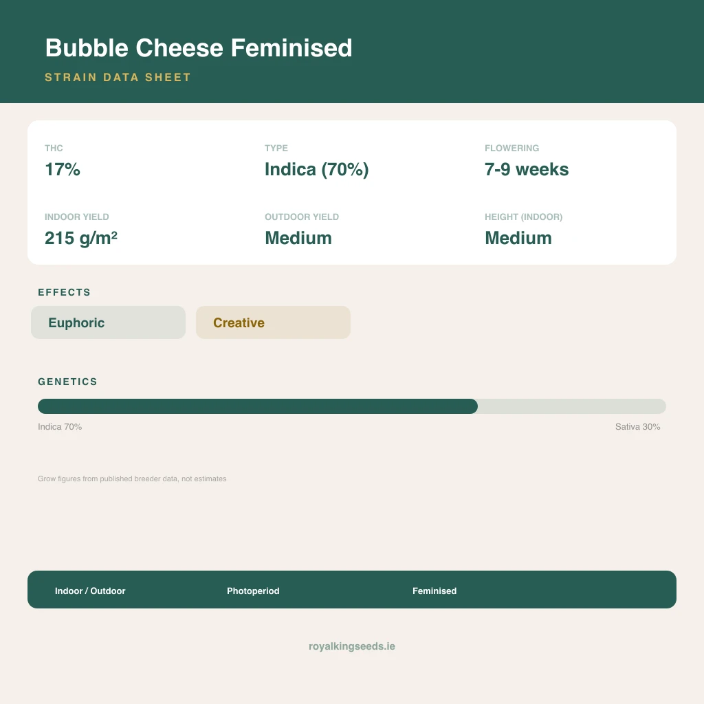 Bubble Cheese 70% indica / 30% sativa flower with visible trichomes