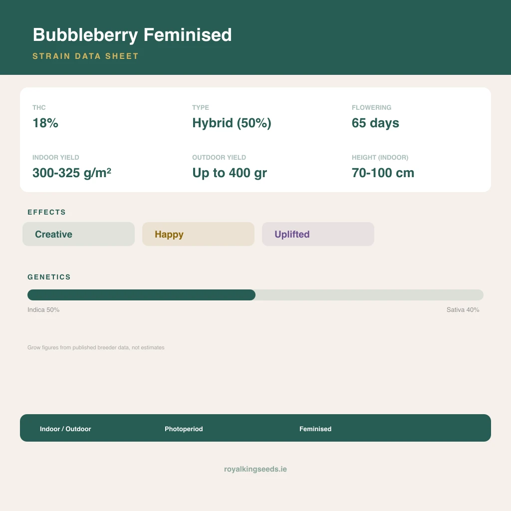 Bubbleberry 50% indica / 40% sativa flower with visible trichomes