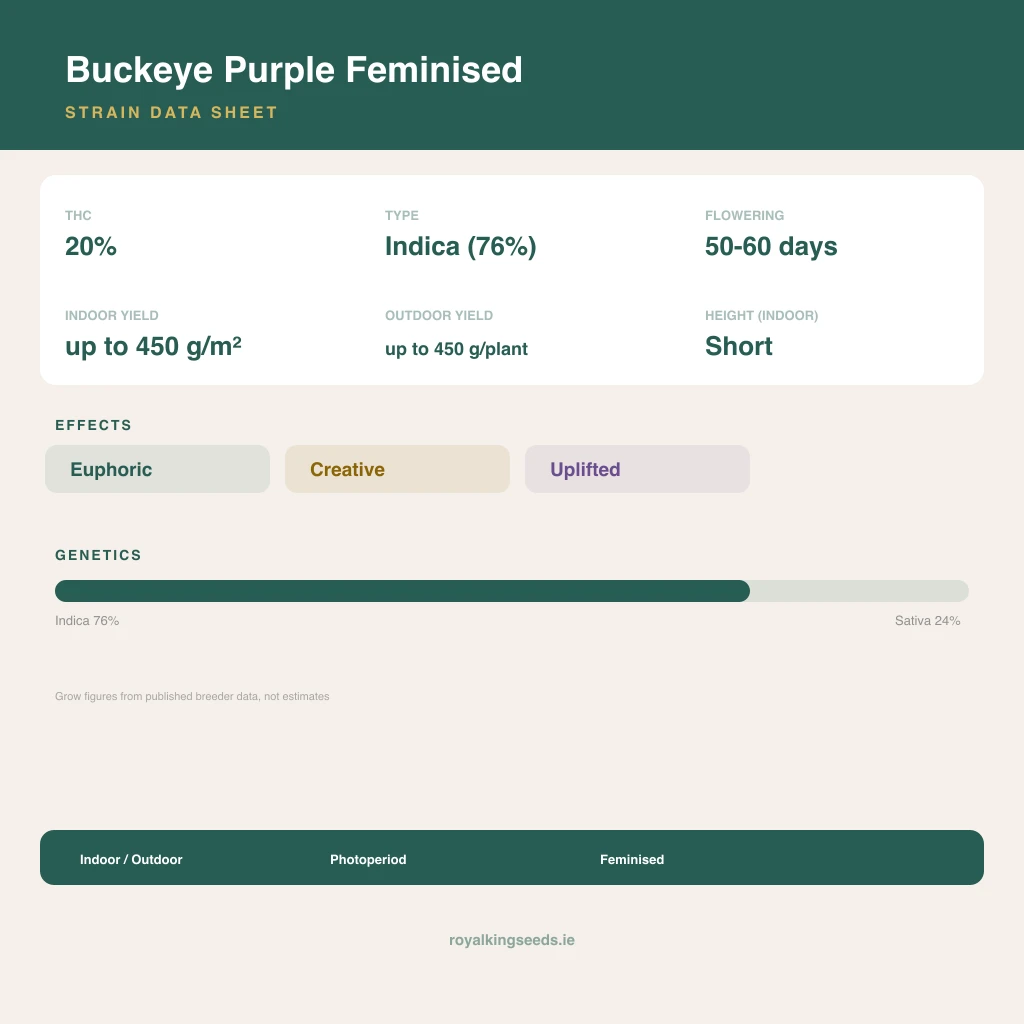 Buckeye Purple 76% indica / 24% sativa flower with visible trichomes