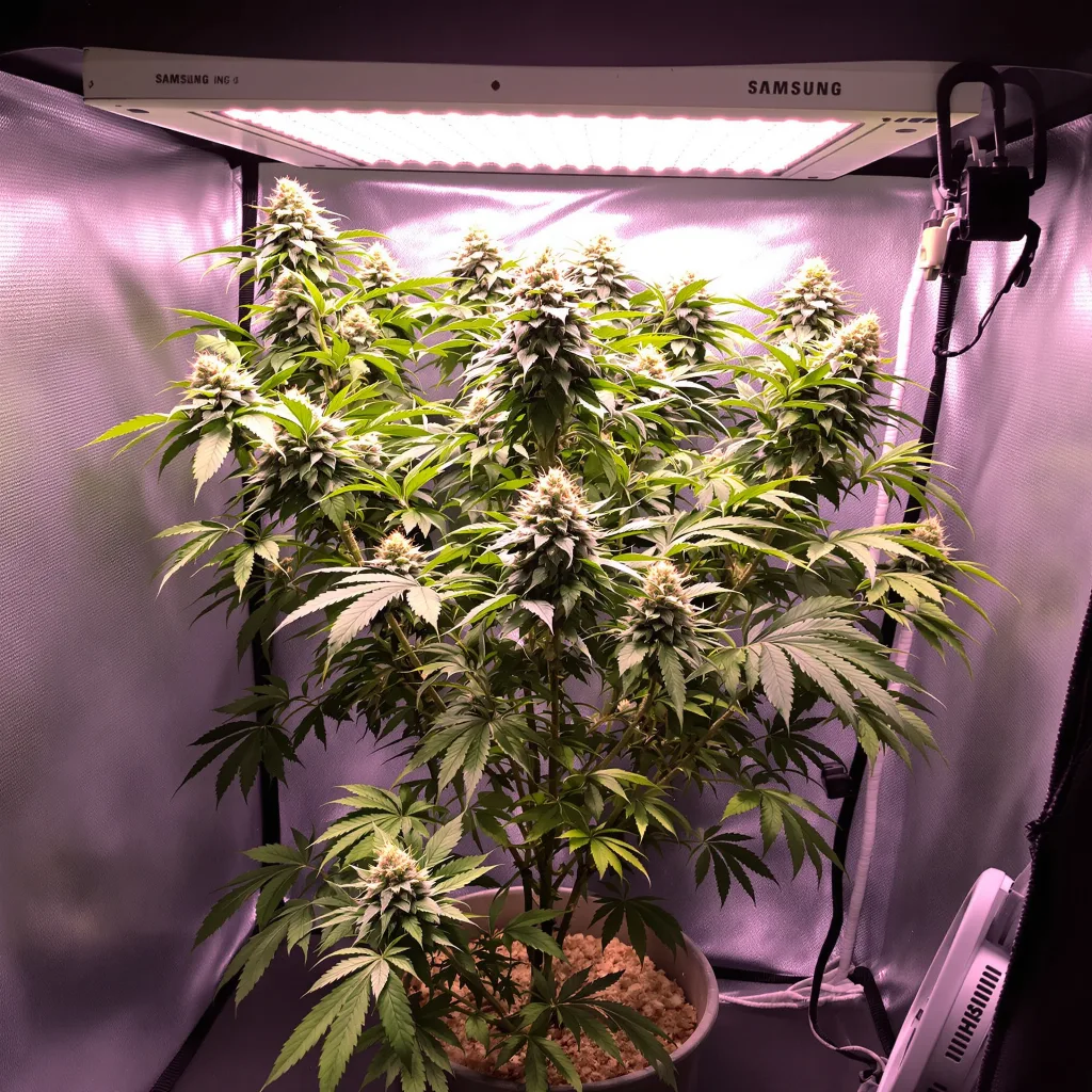 Buddha Tahoe cannabis plant in flowering stage — Short feminised